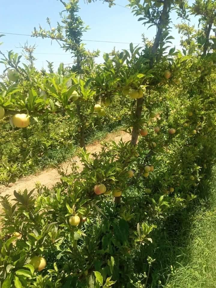 2eaeb615-260d-49db-b860-15b0cea96294