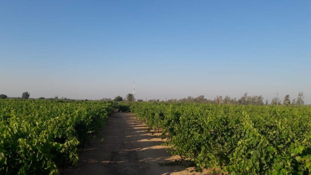 3163a959-9df6-4b64-a47e-5d8df1ee3f1e