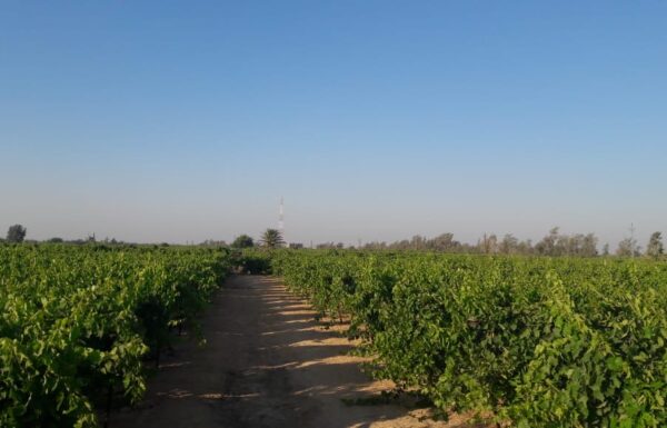 3163a959-9df6-4b64-a47e-5d8df1ee3f1e