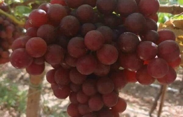 412cfb88-11b3-43a9-b1fd-34b5cf6e01a3