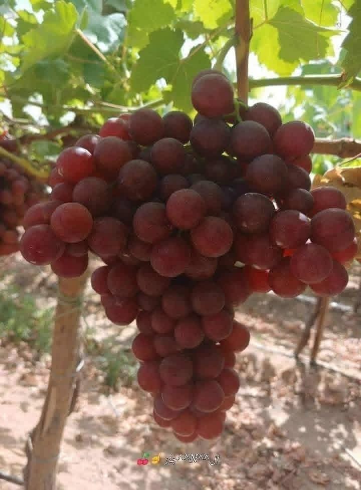 412cfb88-11b3-43a9-b1fd-34b5cf6e01a3