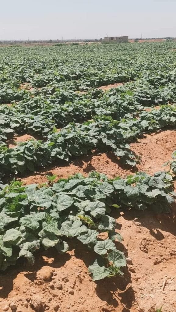 FB_IMG_1763840147171-1