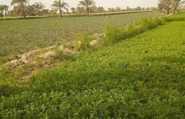 IMG-20251126-WA0019-4