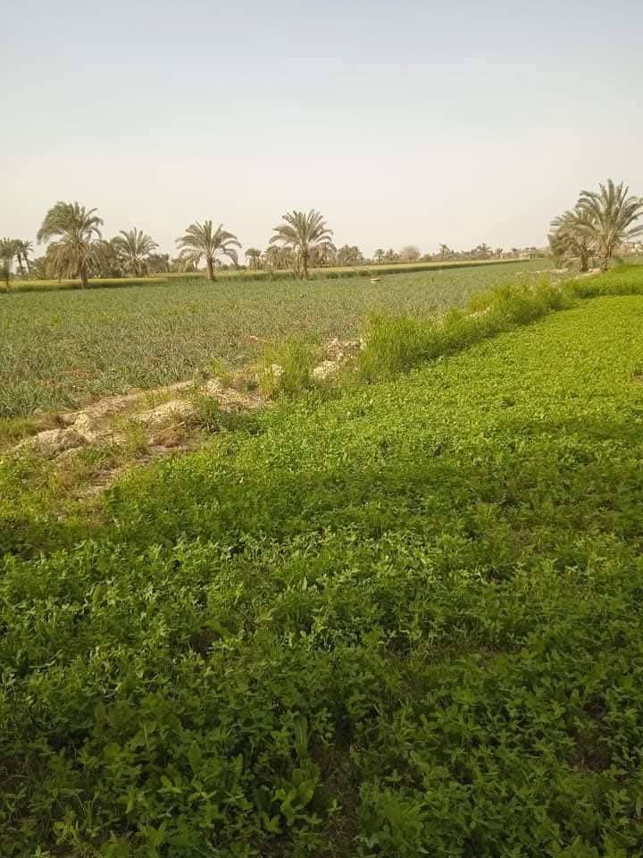 IMG-20251126-WA0019-4