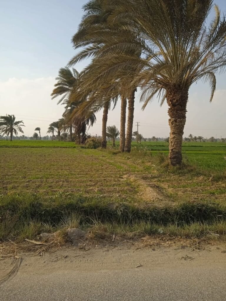 IMG-20251126-WA0020-4