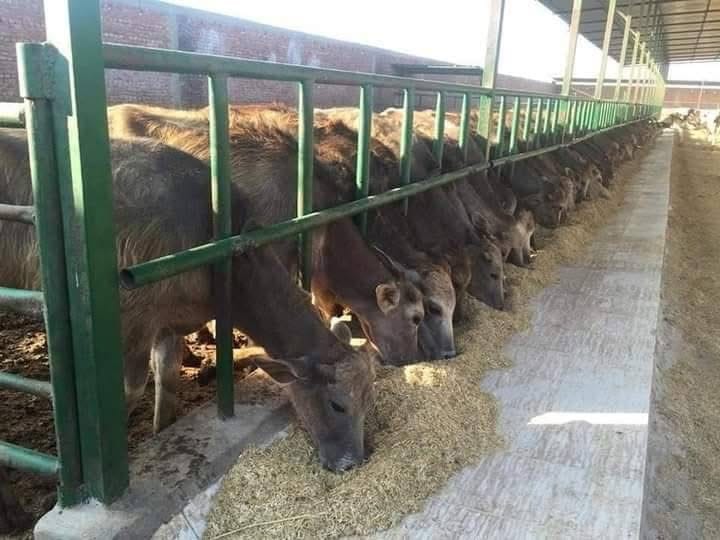 IMG-20251214-WA0000-1