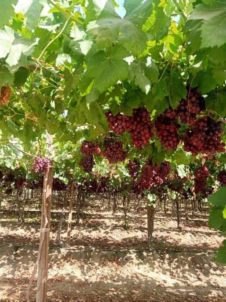 IMG-20251214-WA0001-1