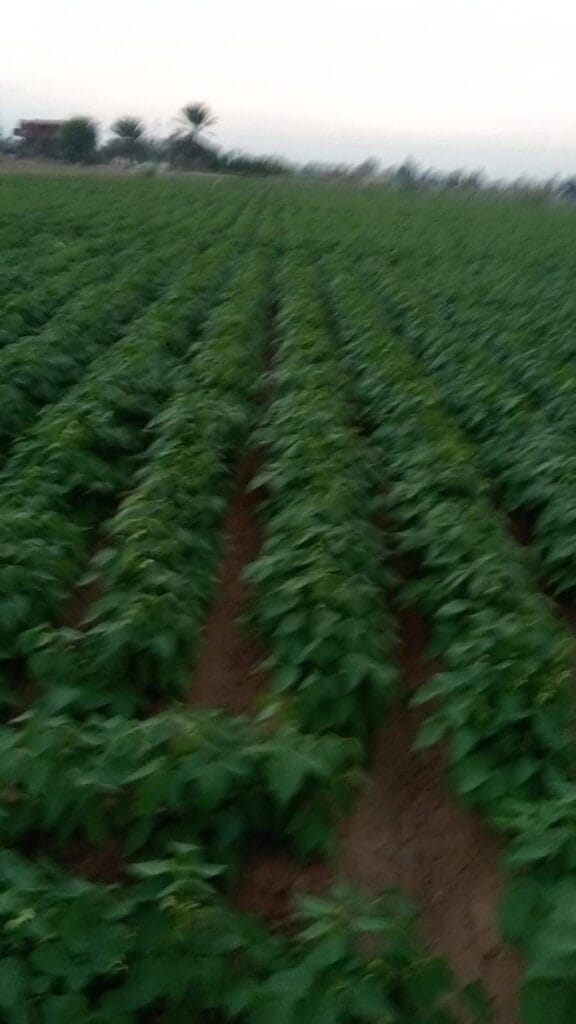 IMG-20251214-WA0002-1