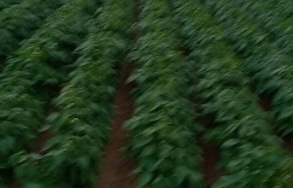 IMG-20251214-WA0002-1