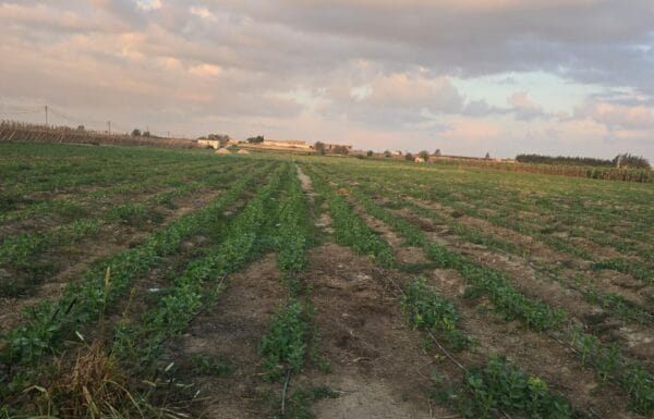 IMG-20251214-WA0017-1