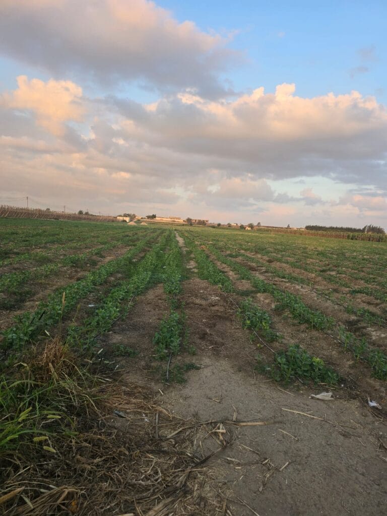 IMG-20251214-WA0017-1