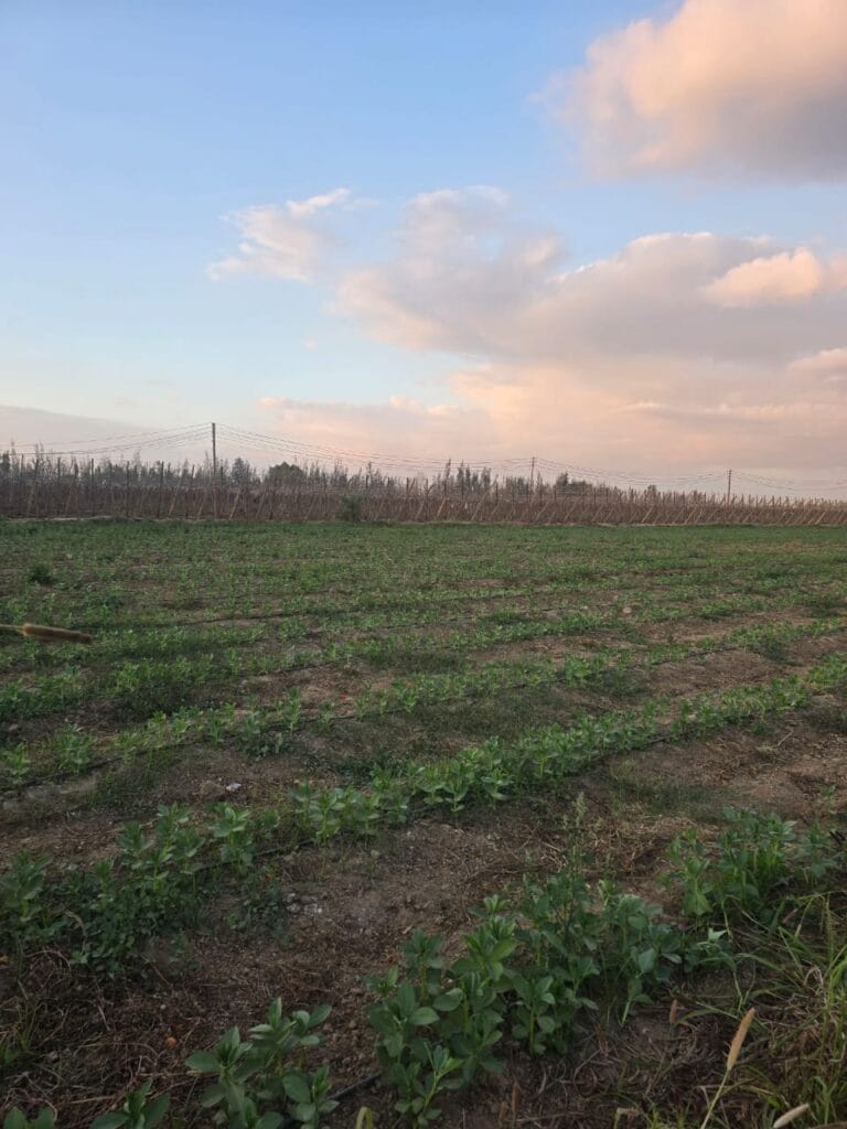 IMG-20251214-WA0018-1