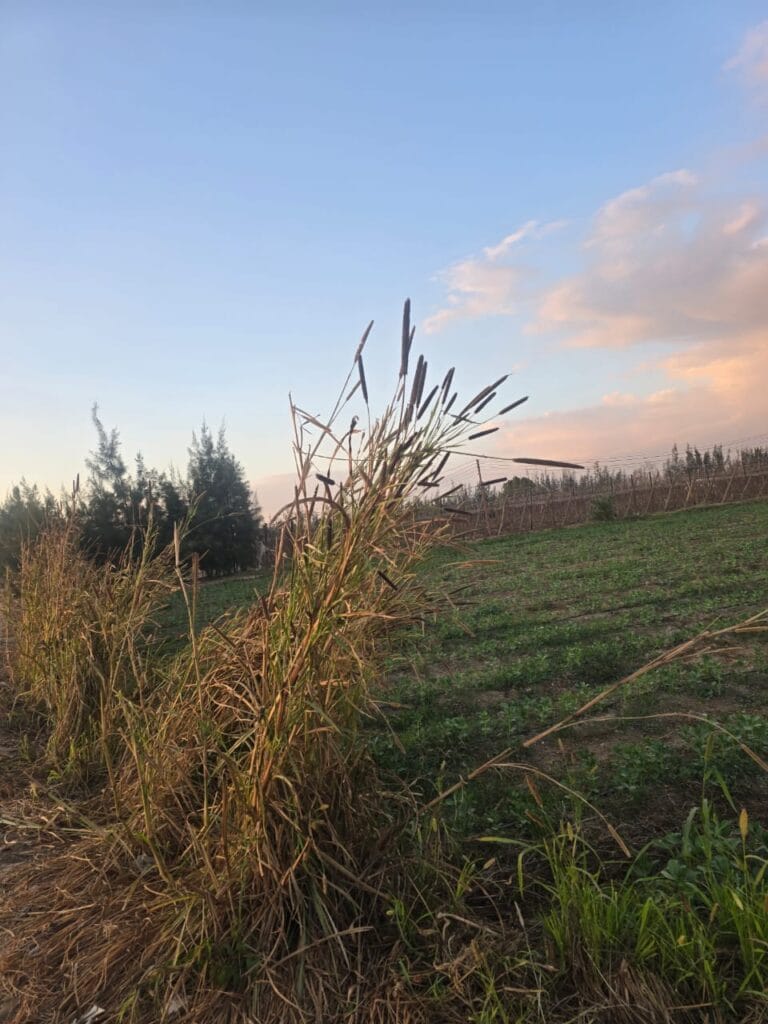 IMG-20251214-WA0048-1