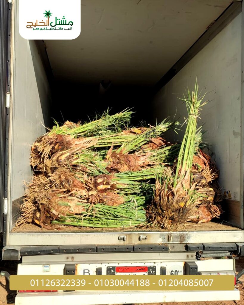 WhatsApp-Image-2025-11-18-at-12.17.35-PM-1